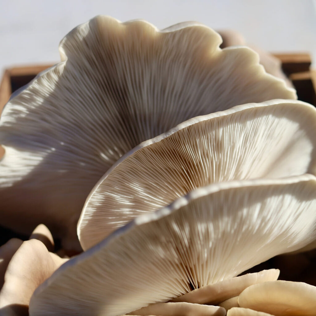 Mushroom Design